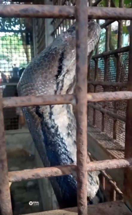 Penampakan kepala ular piton raksasa dari jarak sangat dekat.