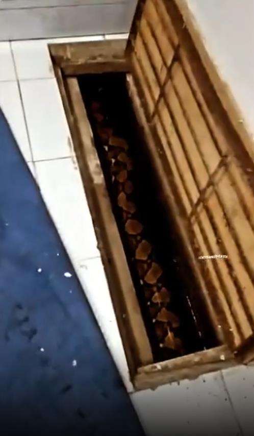 Penampakan ular piton raksasa numpang lewat di selokan.