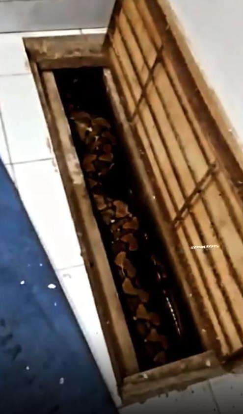 Penampakan ular piton raksasa numpang lewat di selokan.