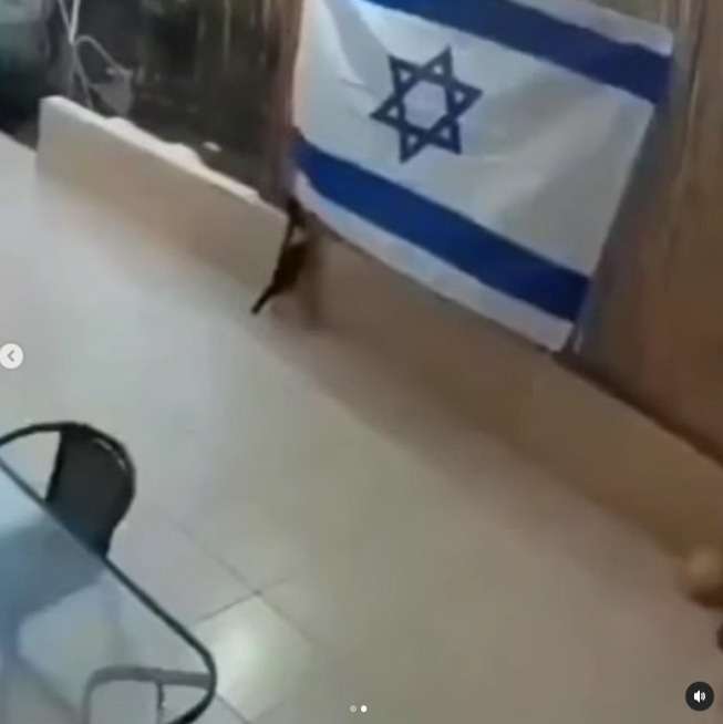 Usai Burung Gagak, Kini Terekam CCTV Seekor Kucing Copot Bendera Israel Viral di Media Sosial