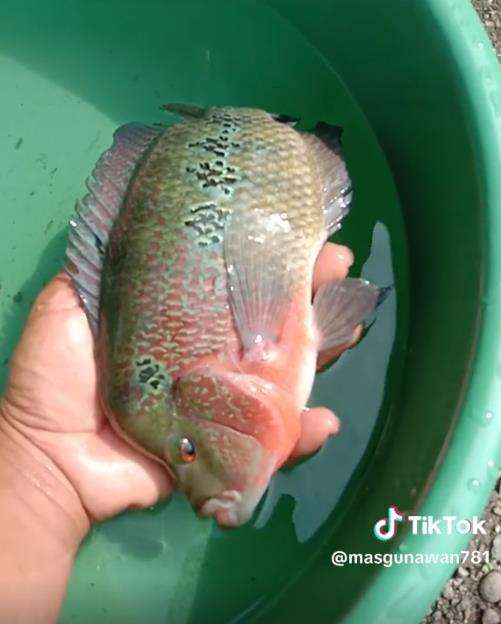 Bisnis ikan louhan yang mati suri dan malah dianggap hama. Bisnis ikan louhan yang mati suri dan malah dianggap hama.