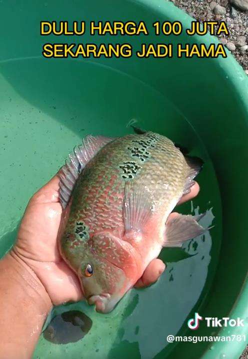 Bisnis ikan louhan yang mati suri dan malah dianggap hama. Bisnis ikan louhan yang mati suri dan malah dianggap hama.