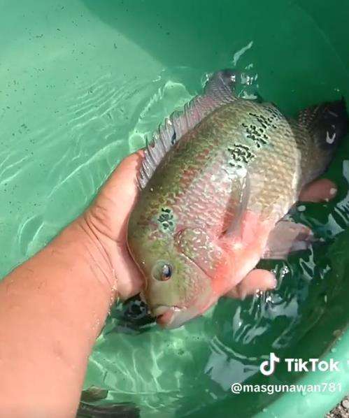 Bisnis ikan louhan yang mati suri dan malah dianggap hama. Bisnis ikan louhan yang mati suri dan malah dianggap hama.