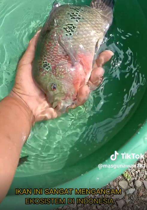 Bisnis ikan louhan yang mati suri dan malah dianggap hama. Bisnis ikan louhan yang mati suri dan malah dianggap hama.