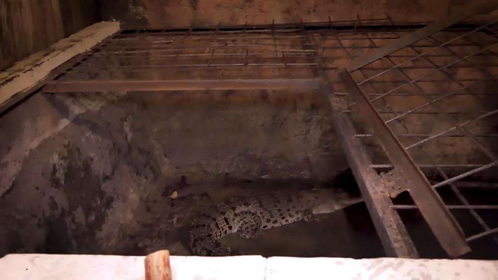 Panji Petualang kewalahan rescue buaya muara.
