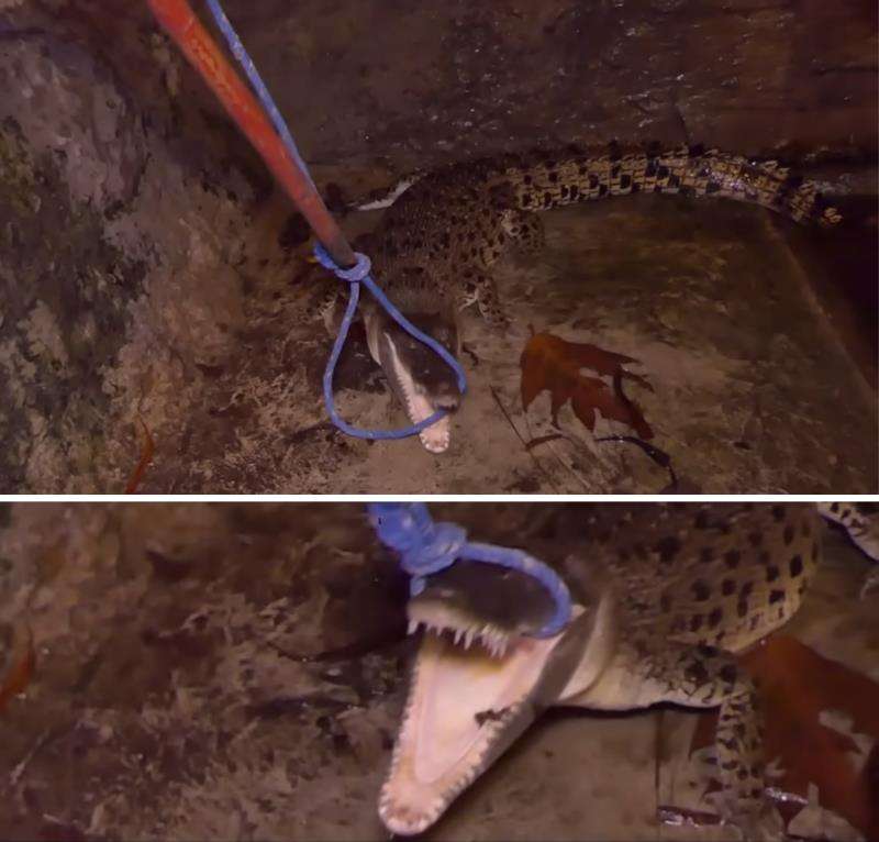 Panji Petualang kewalahan rescue buaya muara.