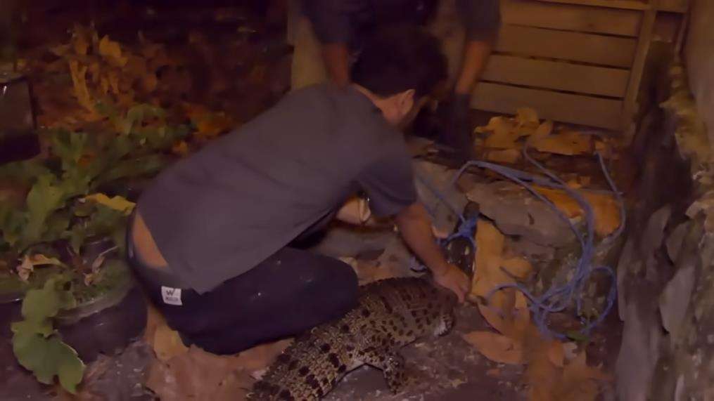 Panji Petualang kewalahan rescue buaya muara.