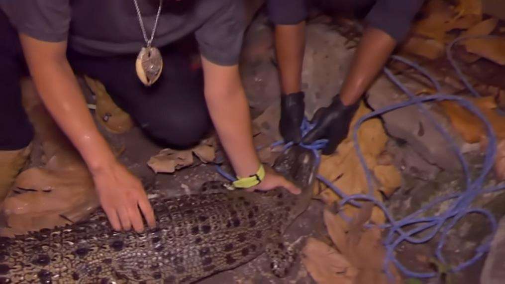 Panji Petualang kewalahan rescue buaya muara.