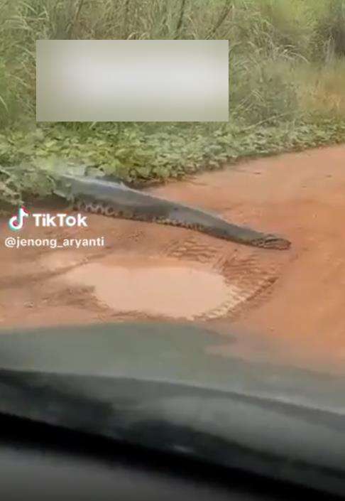 Dikira lihat kayu, ternyata papasan dengan ular piton raksasa.