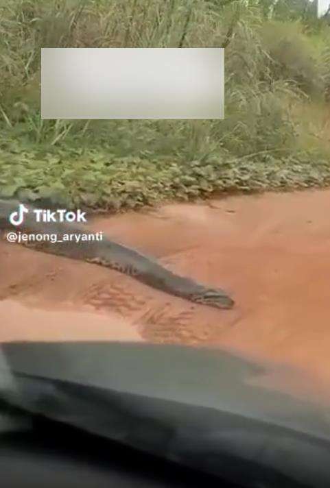 Dikira lihat kayu, ternyata papasan dengan ular piton raksasa.