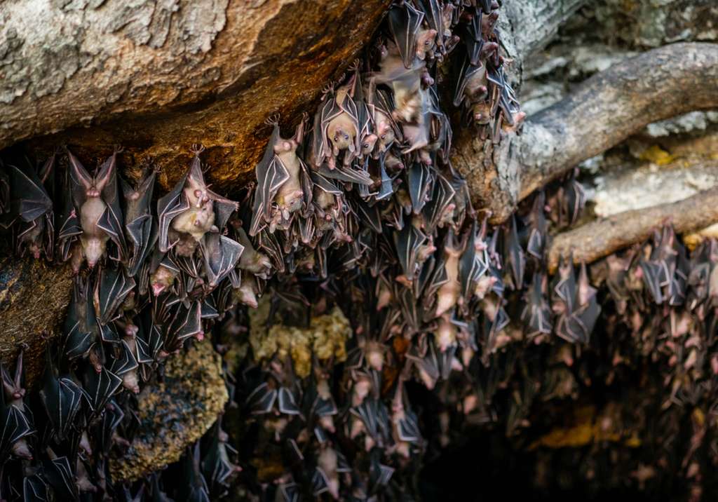 Kelelawar buah Rousettus aegyptiacus adalah inang virus Marburg
