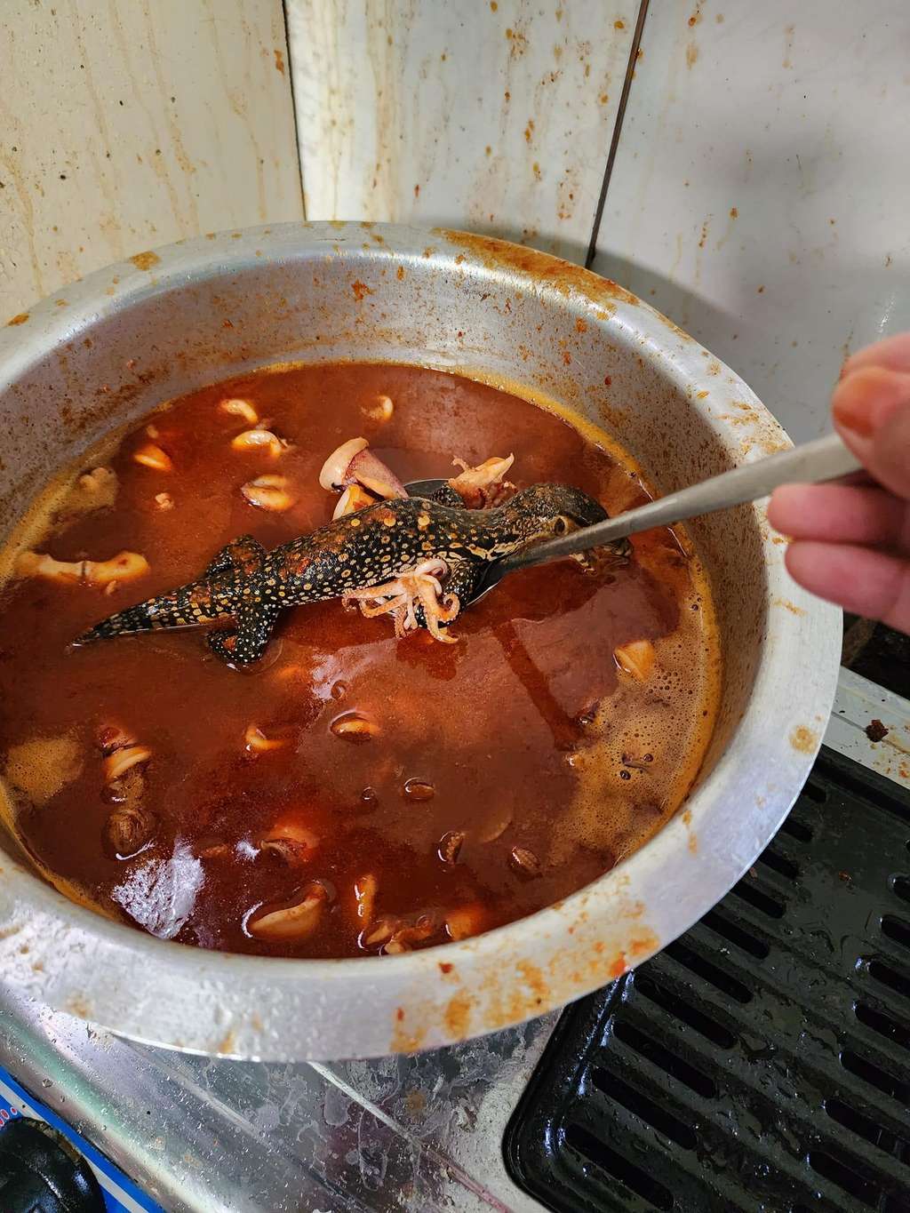 Akibat bantah perintah ibu, masakan sambal cumi kemasukan kadal.