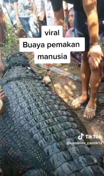 Viral buaya muara pemakan manusia di Lombok Tengah.