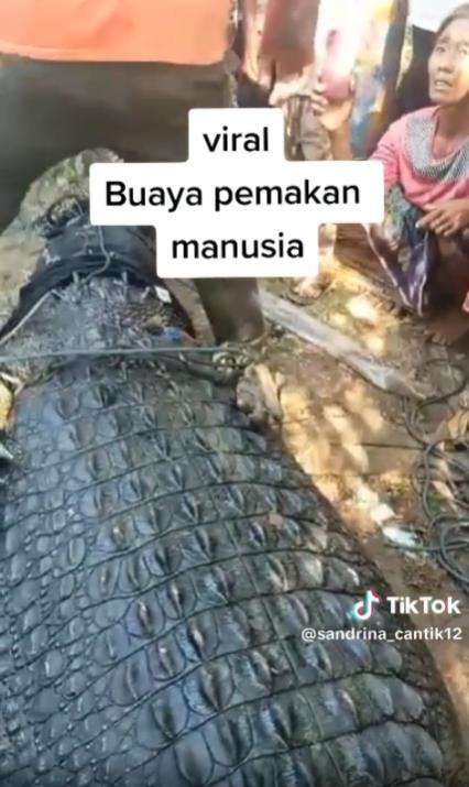 Viral buaya muara pemakan manusia di Lombok Tengah.