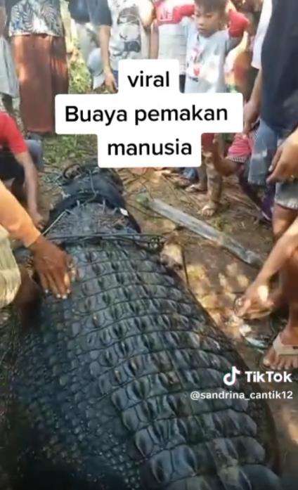 Viral buaya muara pemakan manusia di Lombok Tengah.