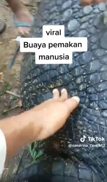 Viral buaya muara pemakan manusia di Lombok Tengah.