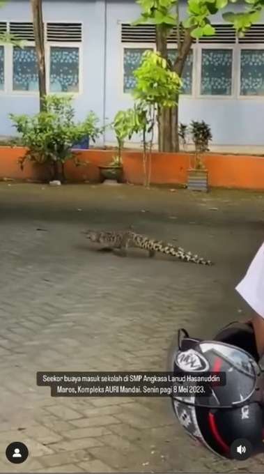 Viral Video Buaya Jalan Santai Masuk ke Parkiran Sekolah, Warganet: Mau Ngajak Balikan Nih Pasti