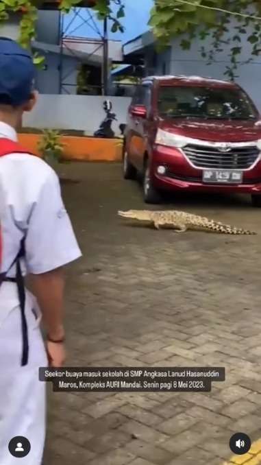 Viral Video Buaya Jalan Santai Masuk ke Parkiran Sekolah, Warganet: Mau Ngajak Balikan Nih Pasti