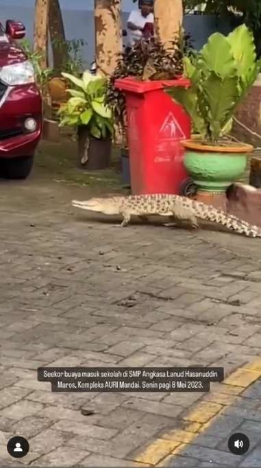 Viral Video Buaya Jalan Santai Masuk ke Parkiran Sekolah, Warganet: Mau Ngajak Balikan Nih Pasti