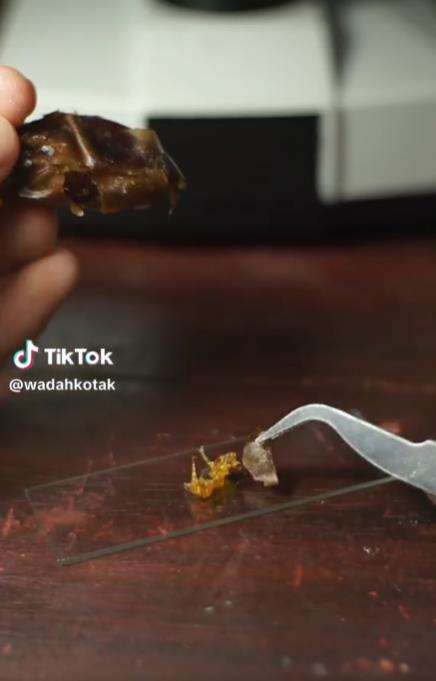 Penampakan bagian dalam buah kurma jika dilihat pakai mikroskop.