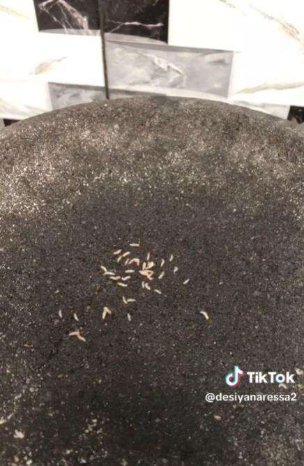 Cobek batu lama tak dicuci pakai sabun, begini akibatnya.