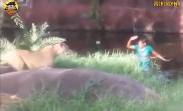 Mabuk Berat, Pria ini Nekat Terjun ke Kandang Singa Ingin Ngajak Salaman
