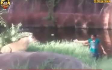 Mabuk Berat, Pria ini Nekat Terjun ke Kandang Singa Ingin Ngajak Salaman