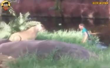 Mabuk Berat, Pria ini Nekat Terjun ke Kandang Singa Ingin Ngajak Salaman