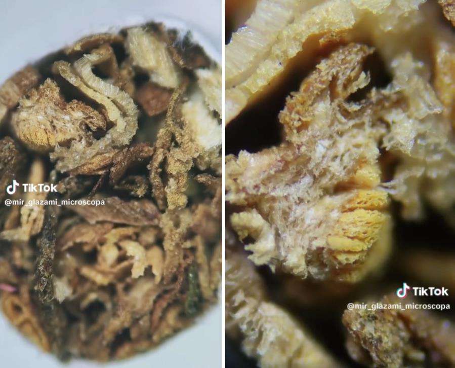 Isi sebatang rokok dilihat dengan mikroskop.