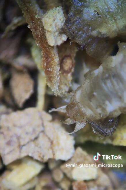 Isi sebatang rokok dilihat dengan mikroskop.