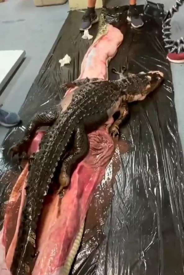 Plot Twist! Ular Piton Burma Telan Buaya Ganas Bulat-Bulat, Akhirnya ini yang Terjadi