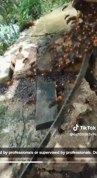 Ular Nekat Masuk ke Sarang Tawon dan Dikeroyok, saat Dikeluarkan Begini Nasibnya