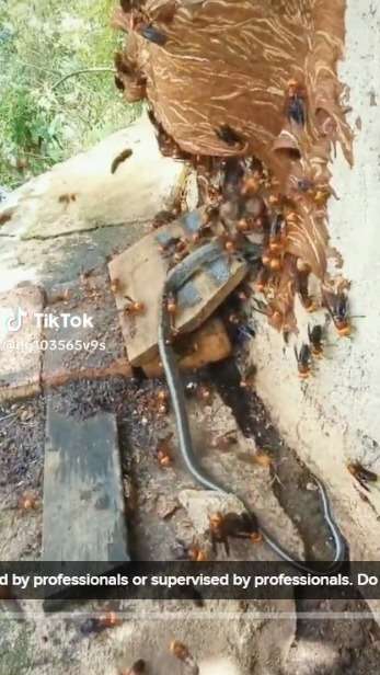 Ular Nekat Masuk ke Sarang Tawon dan Dikeroyok, saat Dikeluarkan Begini Nasibnya