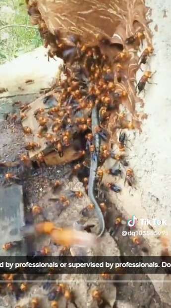 Ular Nekat Masuk ke Sarang Tawon dan Dikeroyok, saat Dikeluarkan Begini Nasibnya