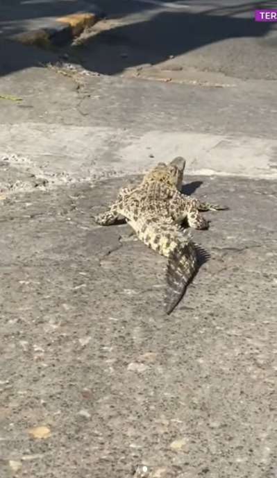 Heboh Anak Buaya Lewat di Jalan Pemukiman, Keberadaan Induknya Bikin Warga Jadi Was-Was