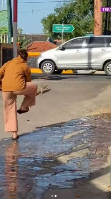 Heboh Anak Buaya Lewat di Jalan Pemukiman, Keberadaan Induknya Bikin Warga Jadi Was-Was