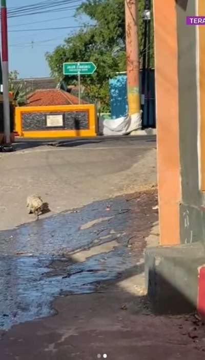Heboh Anak Buaya Lewat di Jalan Pemukiman, Keberadaan Induknya Bikin Warga Jadi Was-Was