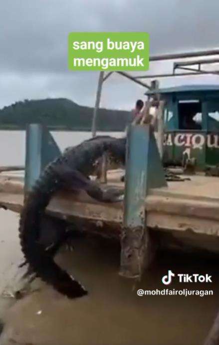 Mancing buaya muara raksasa.