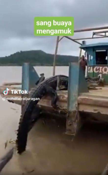 Mancing buaya muara raksasa.