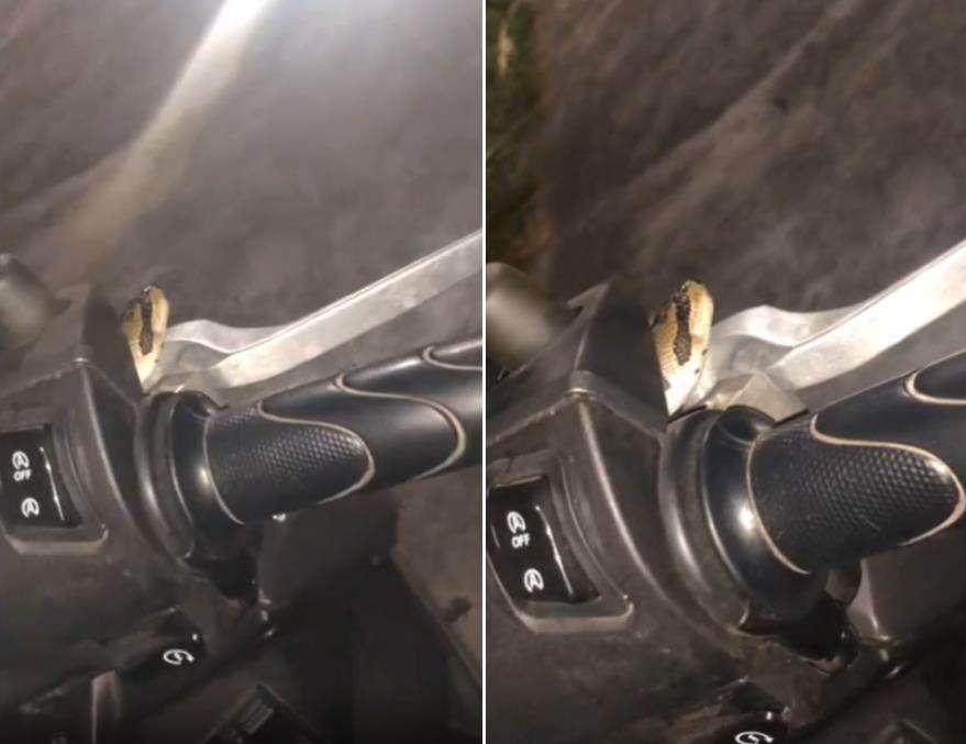 Temuan kepala ular di setang sepeda motor.