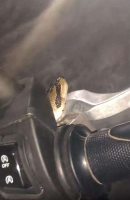 Temuan kepala ular di setang sepeda motor.