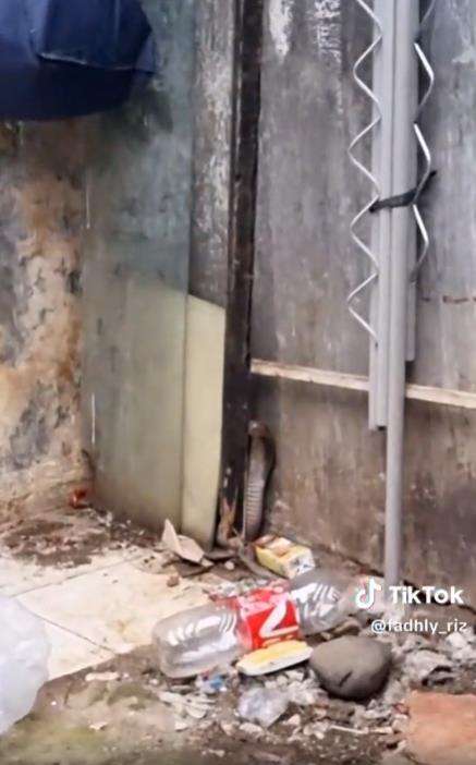 Penangkapan ular king kobra di rumah kosong.