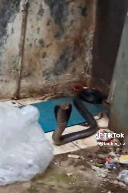 Penangkapan ular king kobra di rumah kosong.