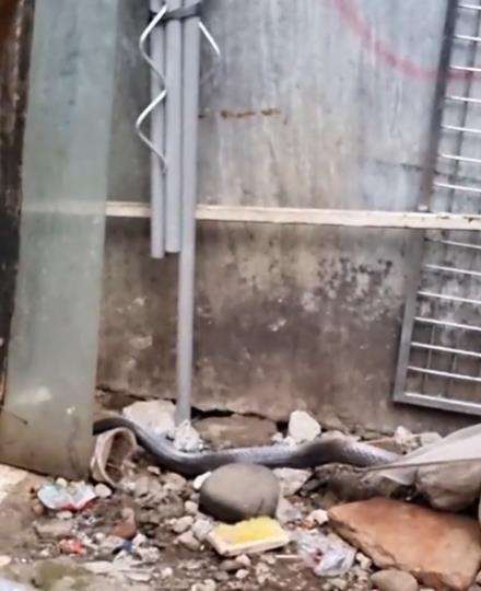 Penangkapan ular king kobra di rumah kosong.