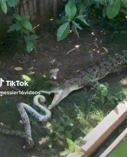 Buaya vs Ular Piton