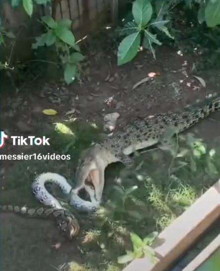 Buaya vs Ular Piton