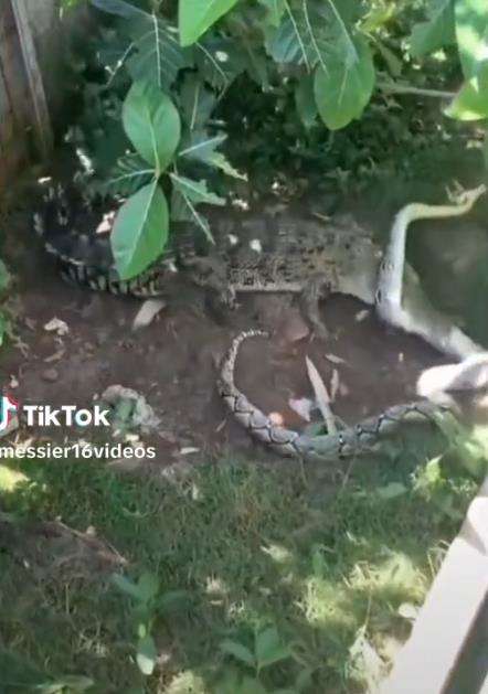 Buaya vs Ular Piton