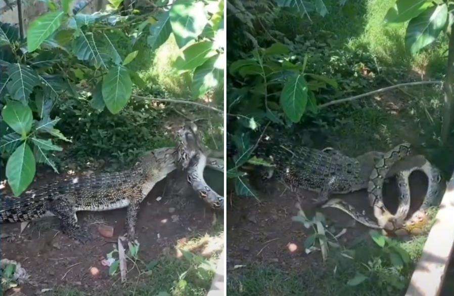 Buaya vs Ular Piton