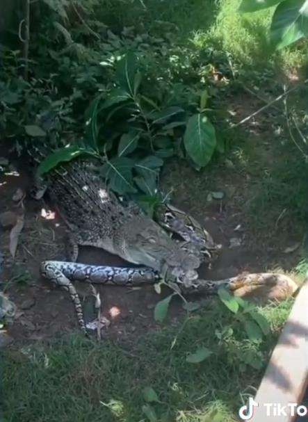 Buaya vs Ular Piton