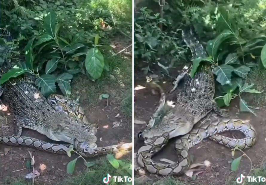 Buaya vs Ular Piton